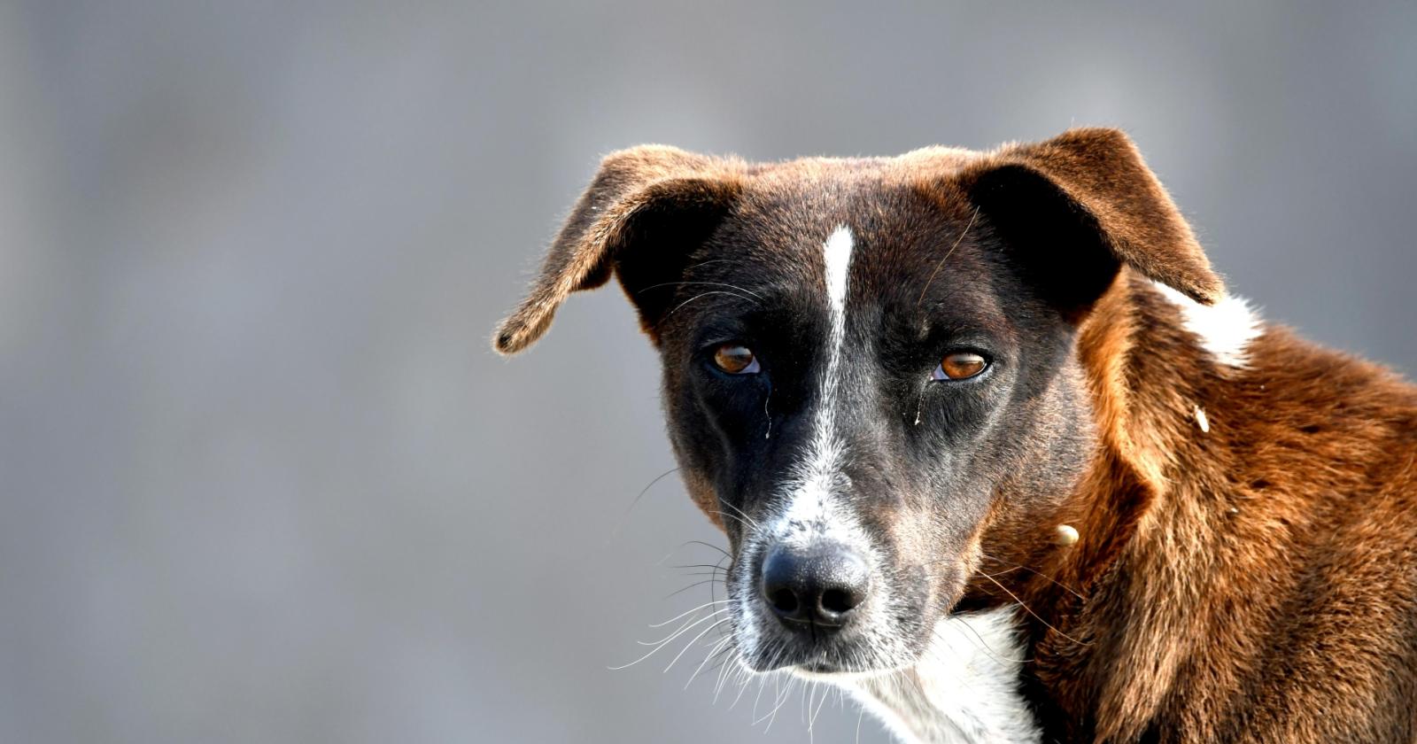 Guerra in Ucraina, i cani cambiano per sopravvivere