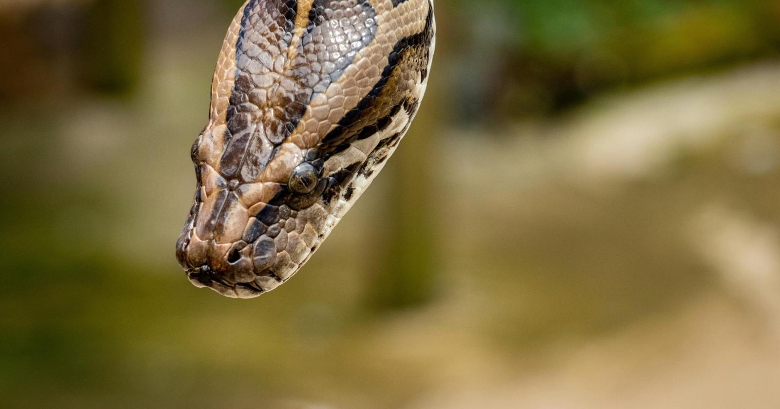 Pitone non mangia da quattro mesi: il proprietario lancia un appello