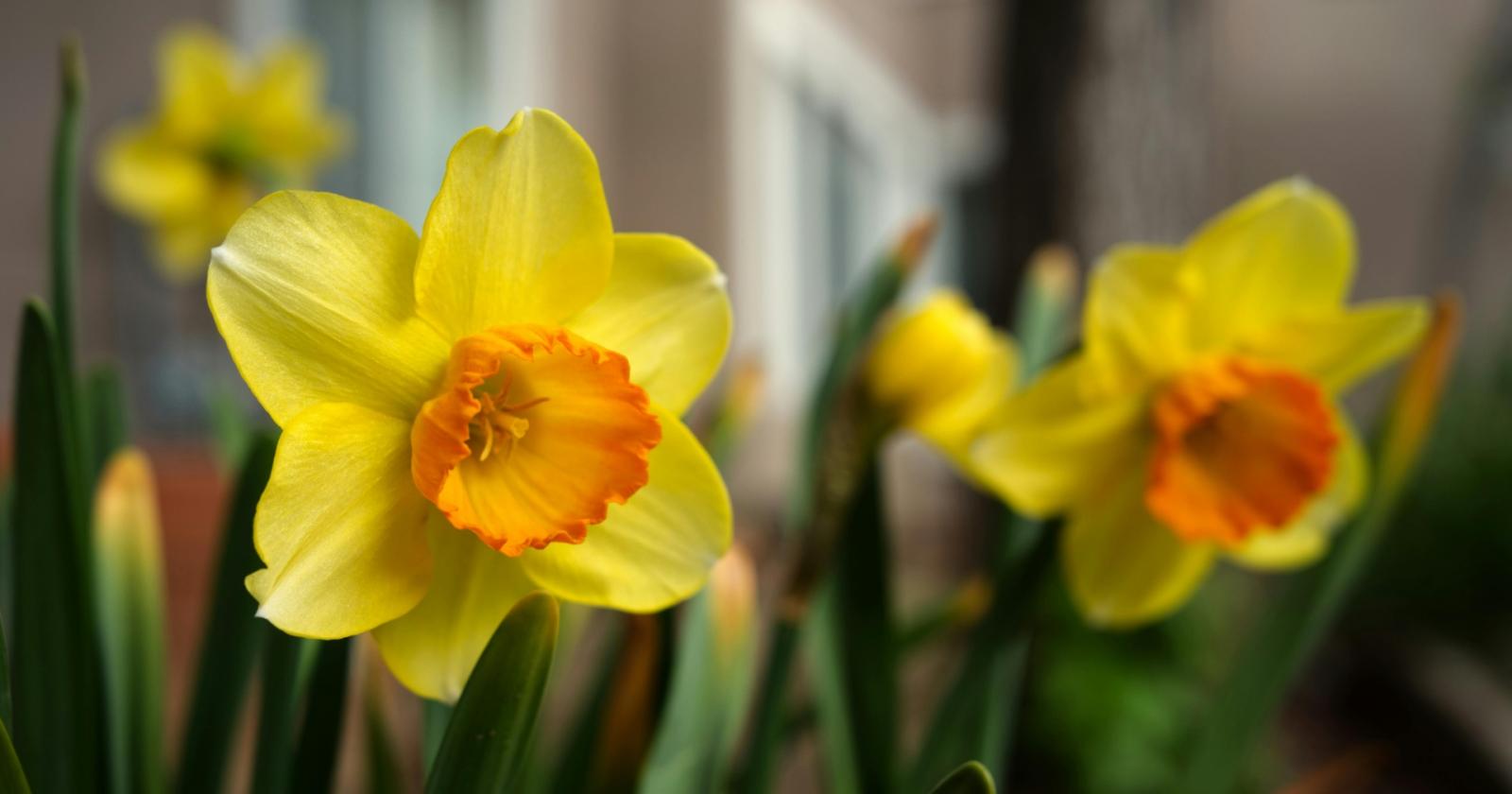 Balcone fiorito a marzo: le piante pi&ugrave; belle da coltivare 