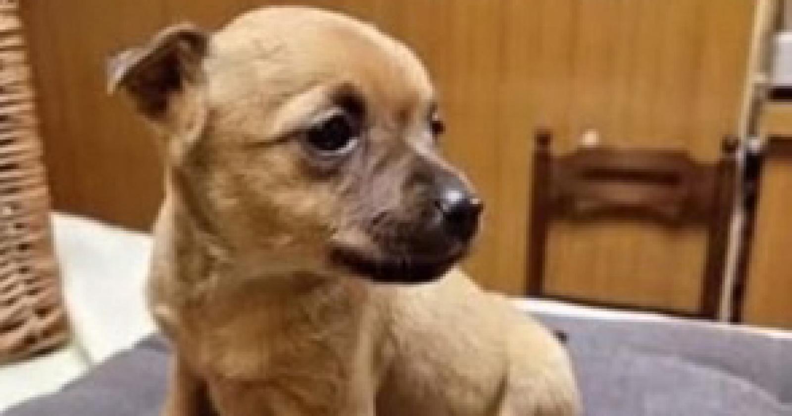 I ladri rubano anche il cane