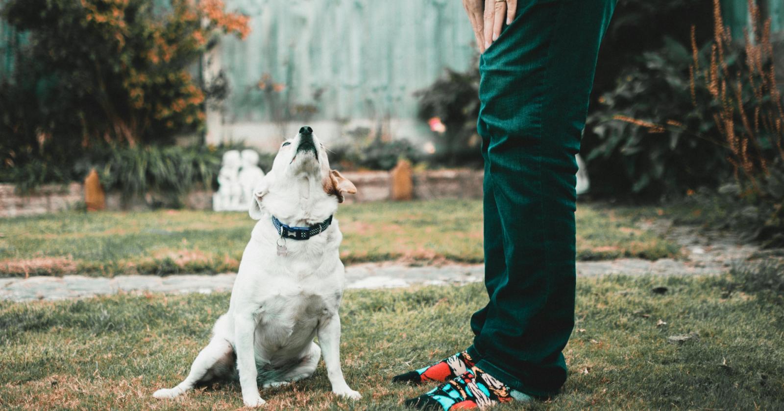 I cani capiscono davvero &ldquo;s&igrave;&rdquo; e &ldquo;no&rdquo;? 