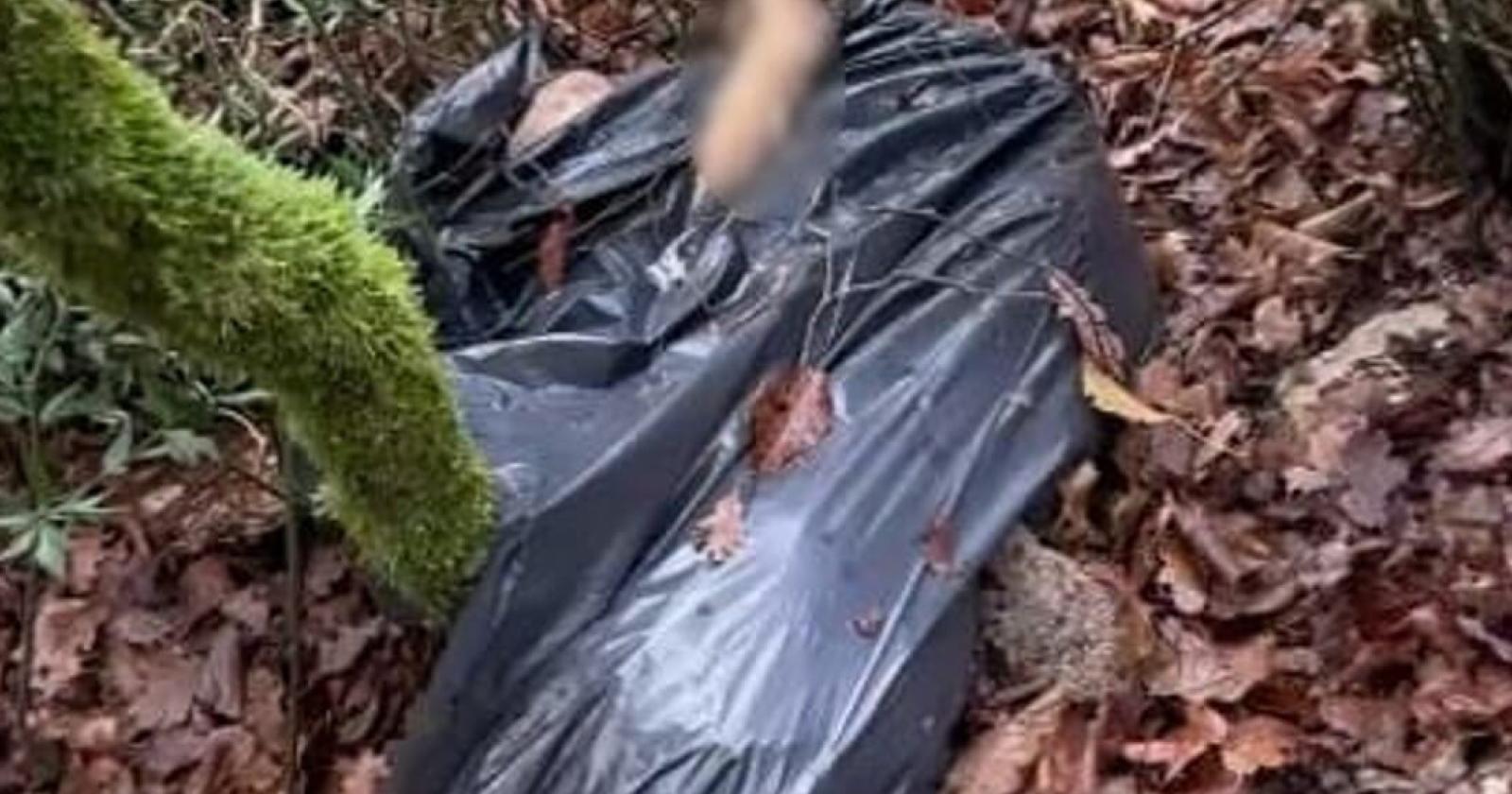 Cagnetta uccisa, chiusa in un sacco e abbandonata