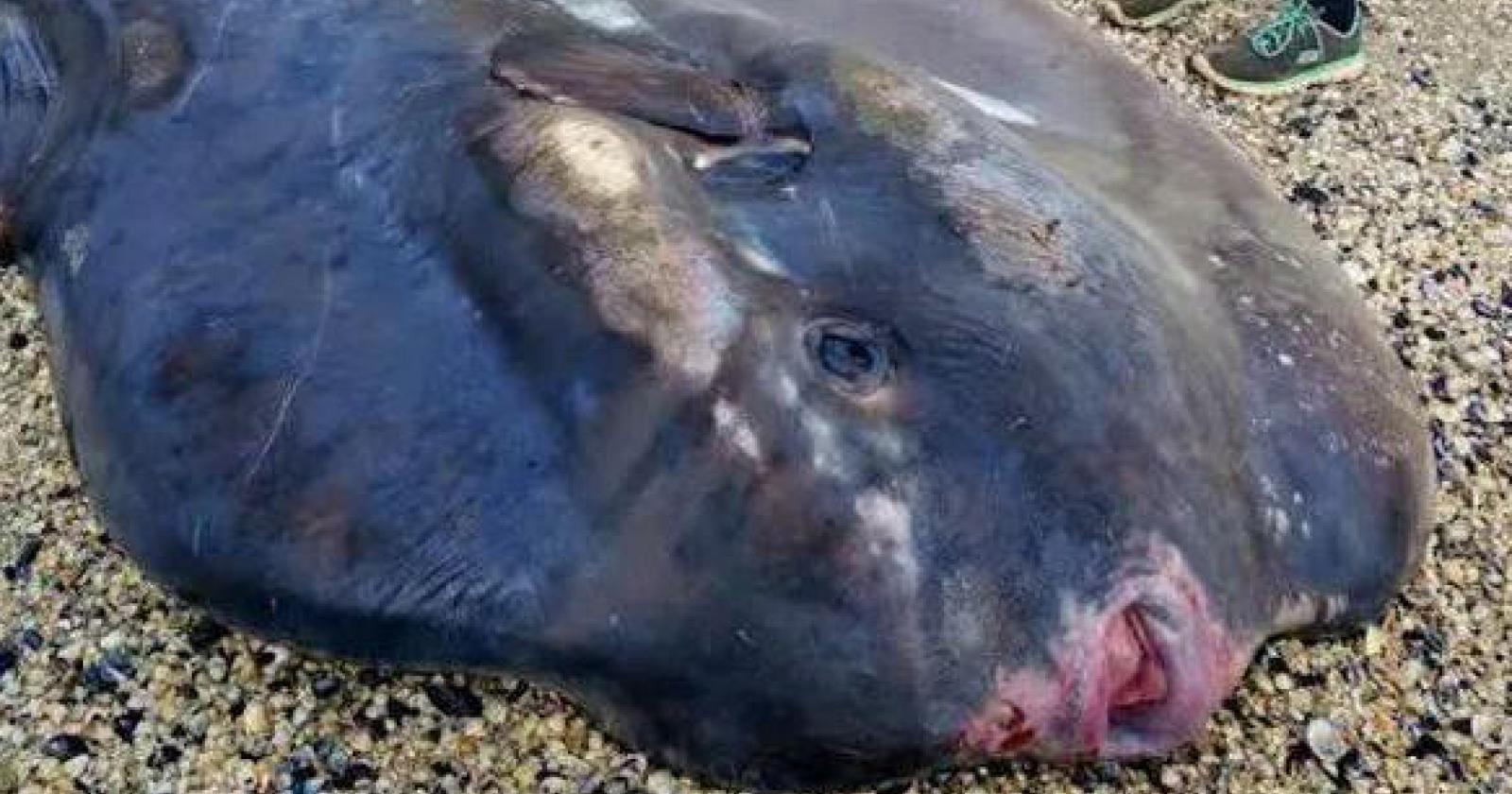 Un grande pesce luna recuperato in spiaggia