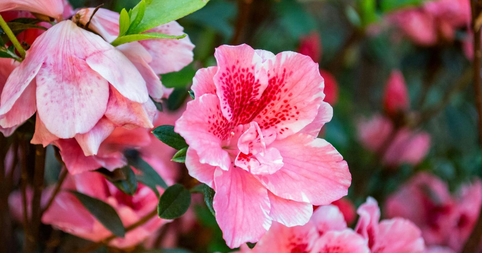 Le 10 fioriture primaverili pi&ugrave; spettacolari da piantare a marzo