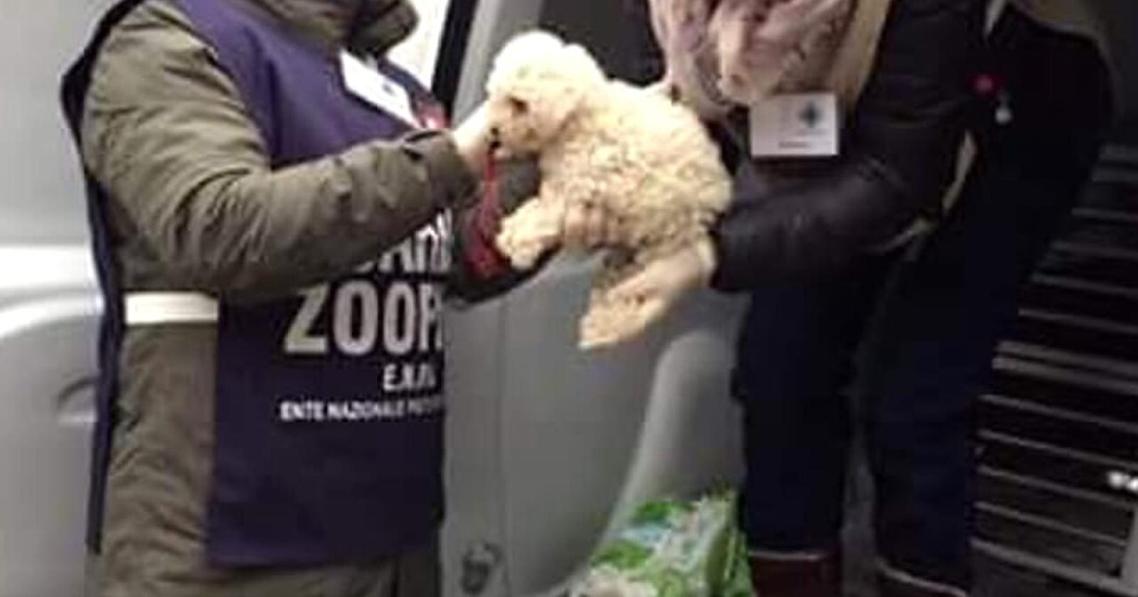 28 cuccioli salvati dal traffico