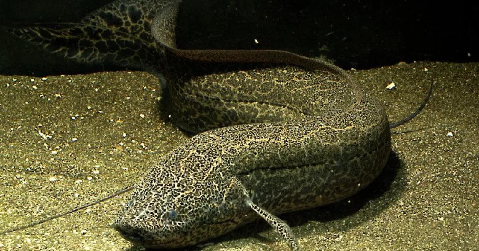 Al Parco Natura Viva arrivano i pesci con i polmoni