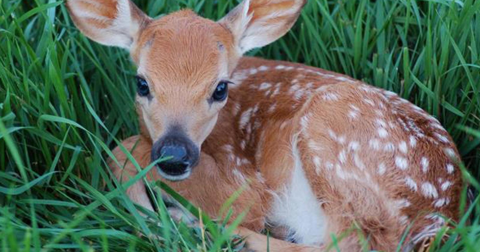 Cerbiatto investito in viale Amendola