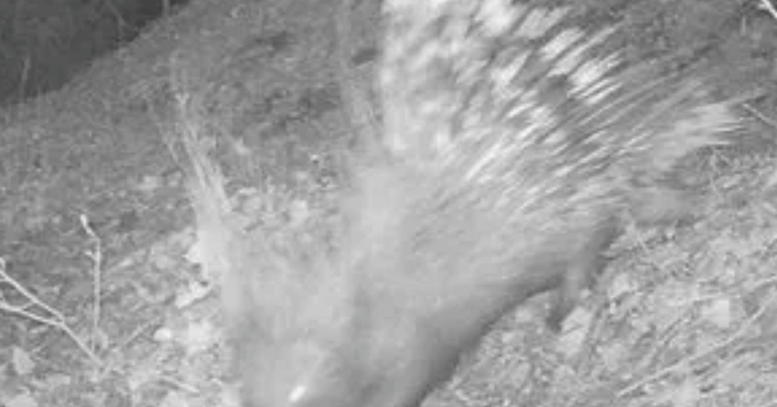 Istrice riappare tra i boschi