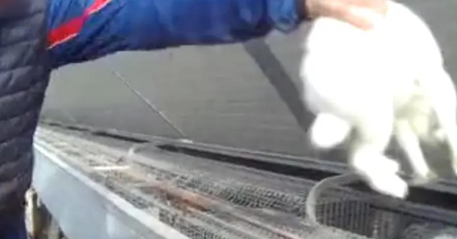 "Animali massacrati in allevamento"