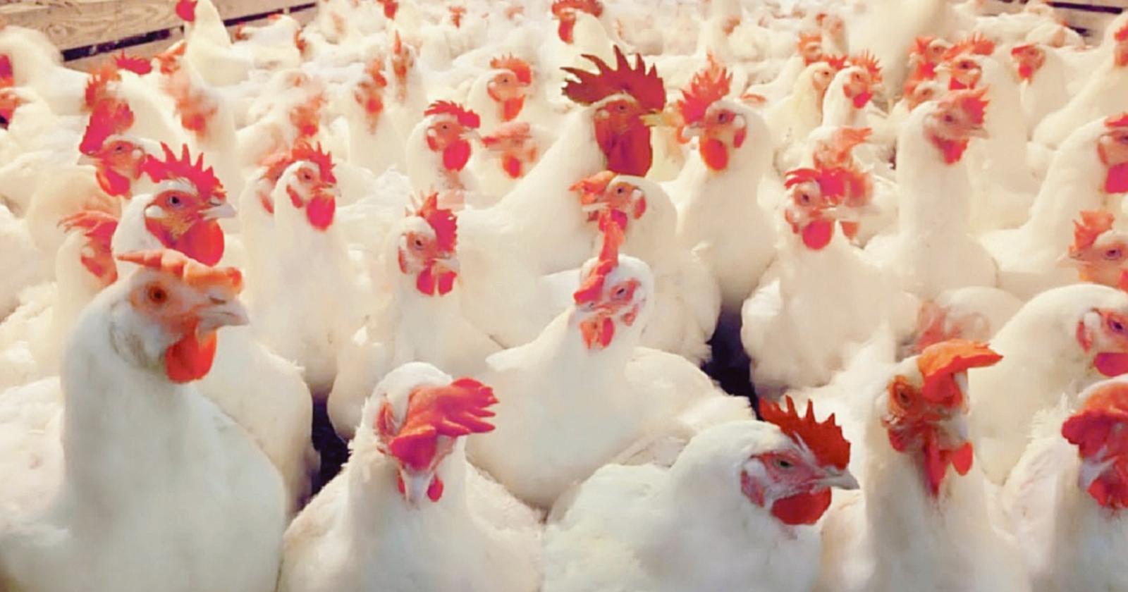 Censimento dei polli da aia c’è tempo fino al 27 aprile