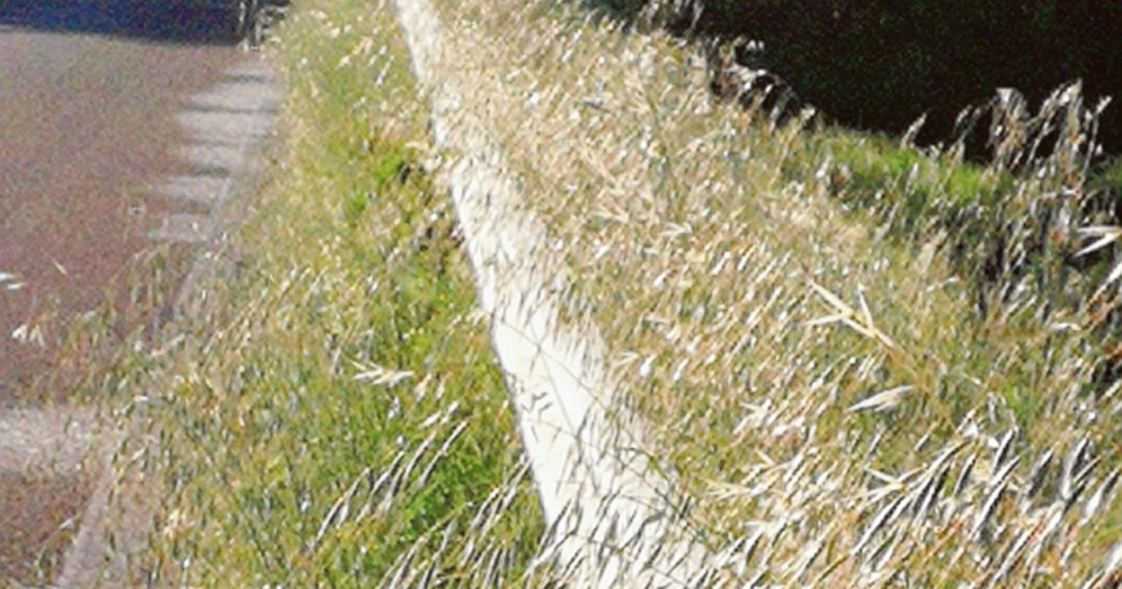 Erba alta sulla strada per Rottanova