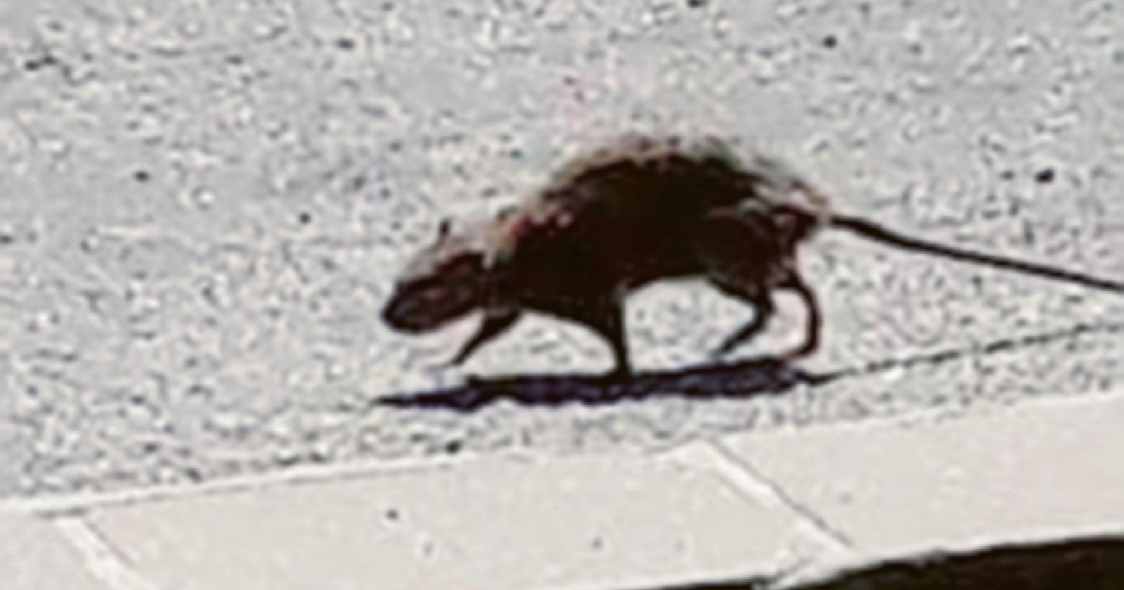 Un topo a spasso per strada