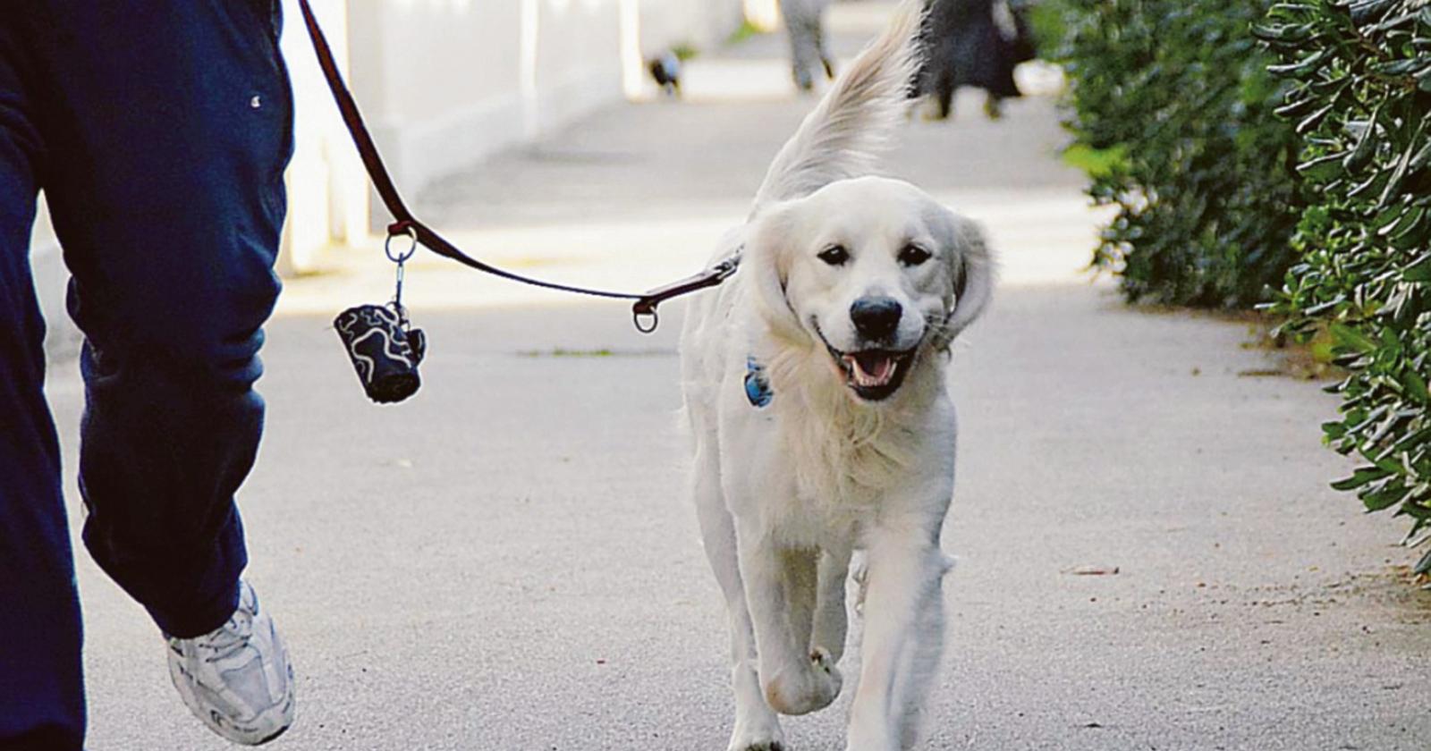 Cani e rumori, attenzione alle multe