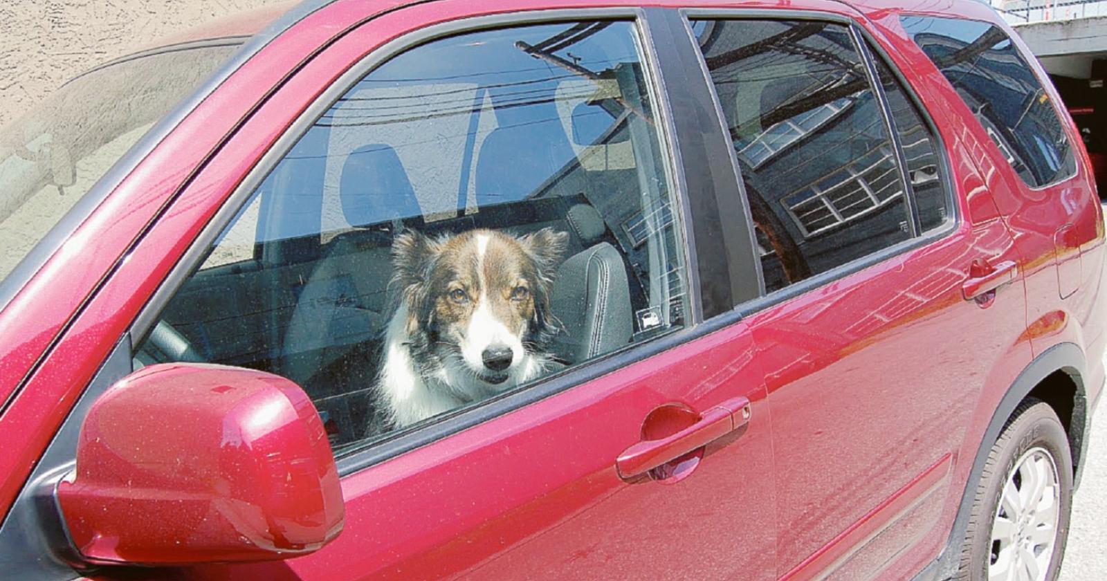 Lasciati in auto al sole, salvi due cani