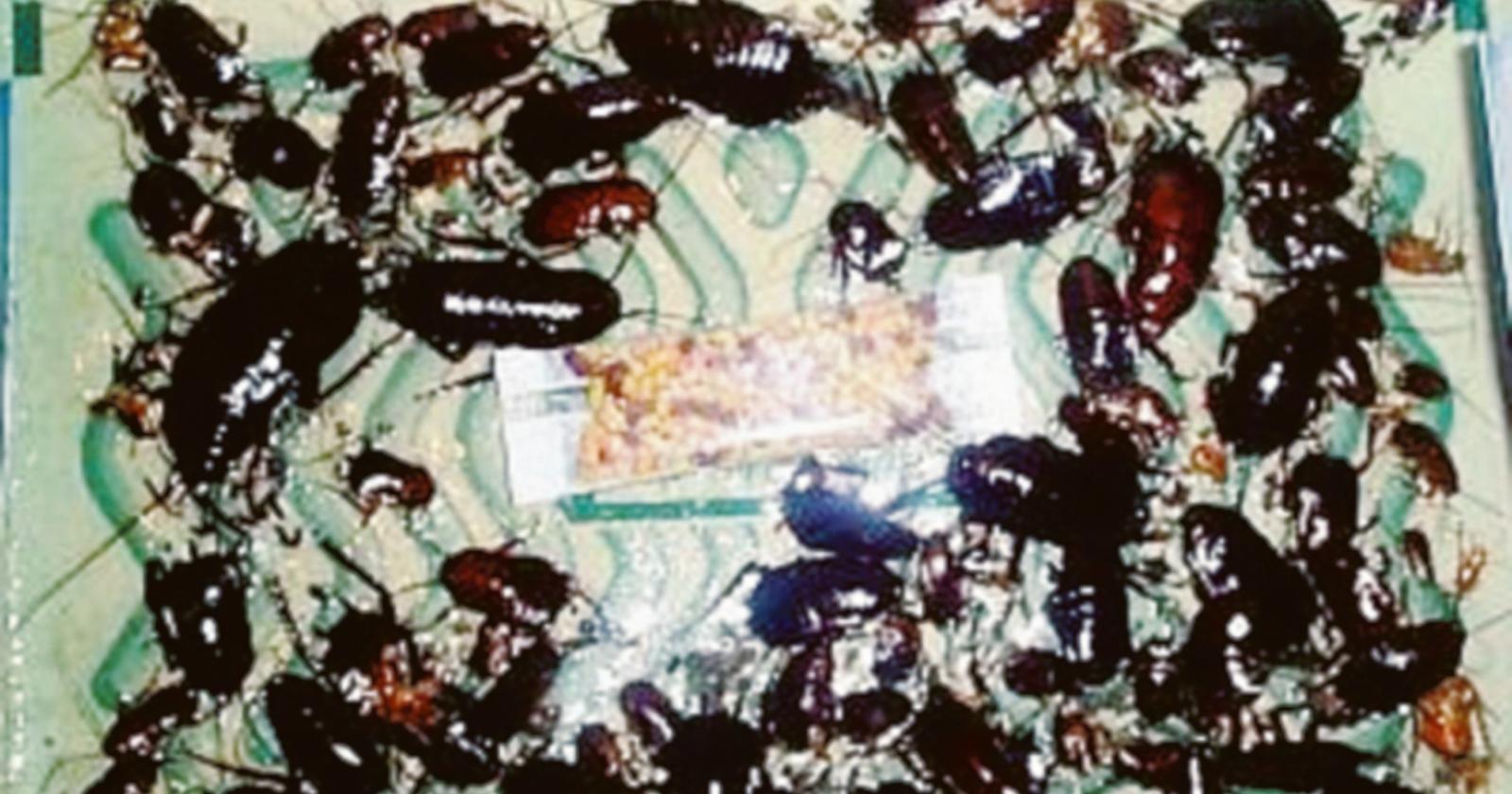 Scarafaggi, zanzare e ratti lungo il Corso colonie di insetti