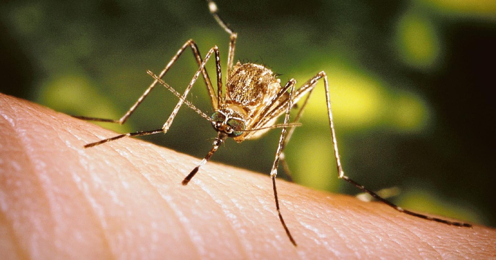 Allarme West Nile: zanzare infette