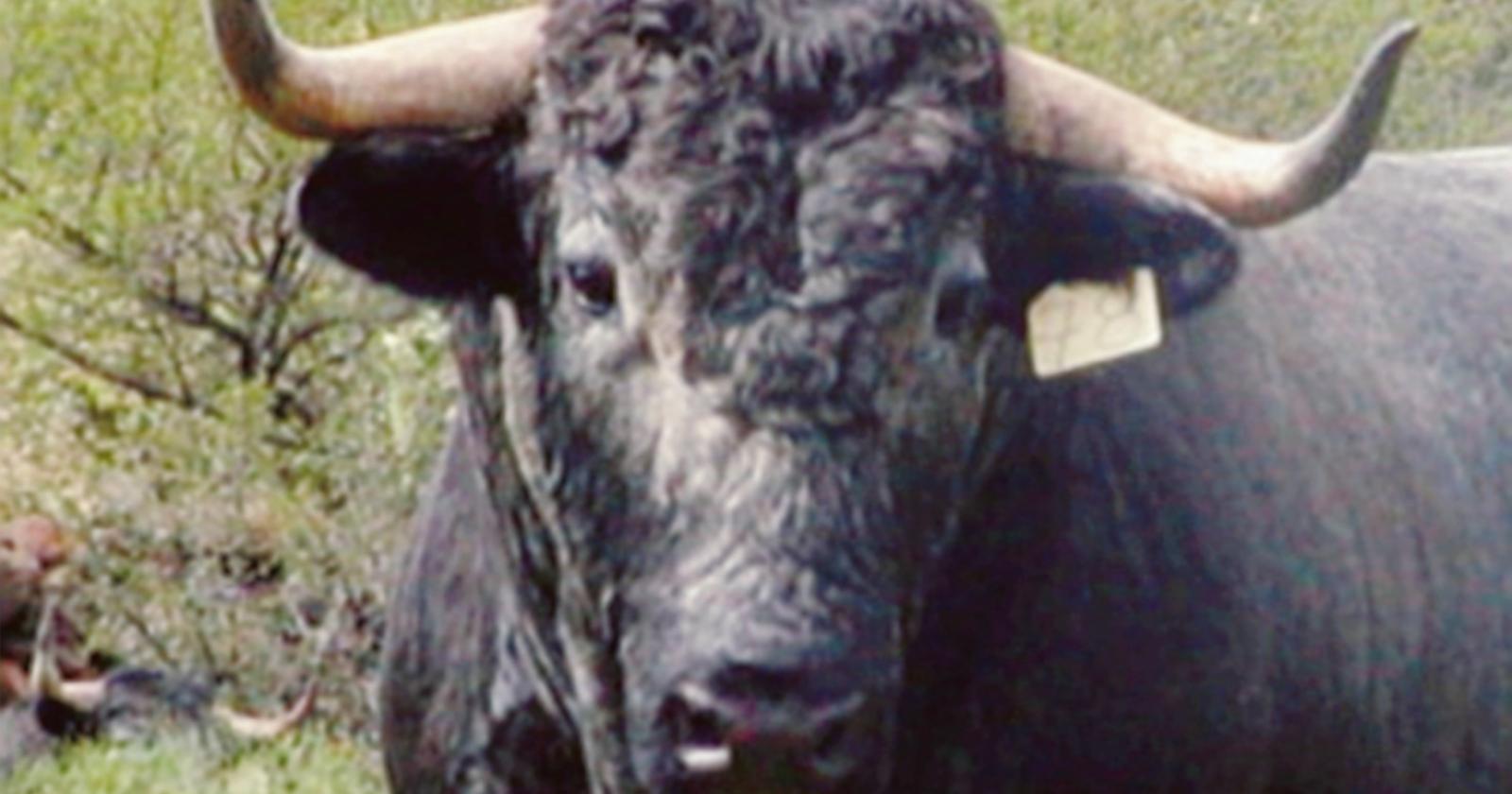 Incornato dal toro, l'operaio non è in pericolo di vita