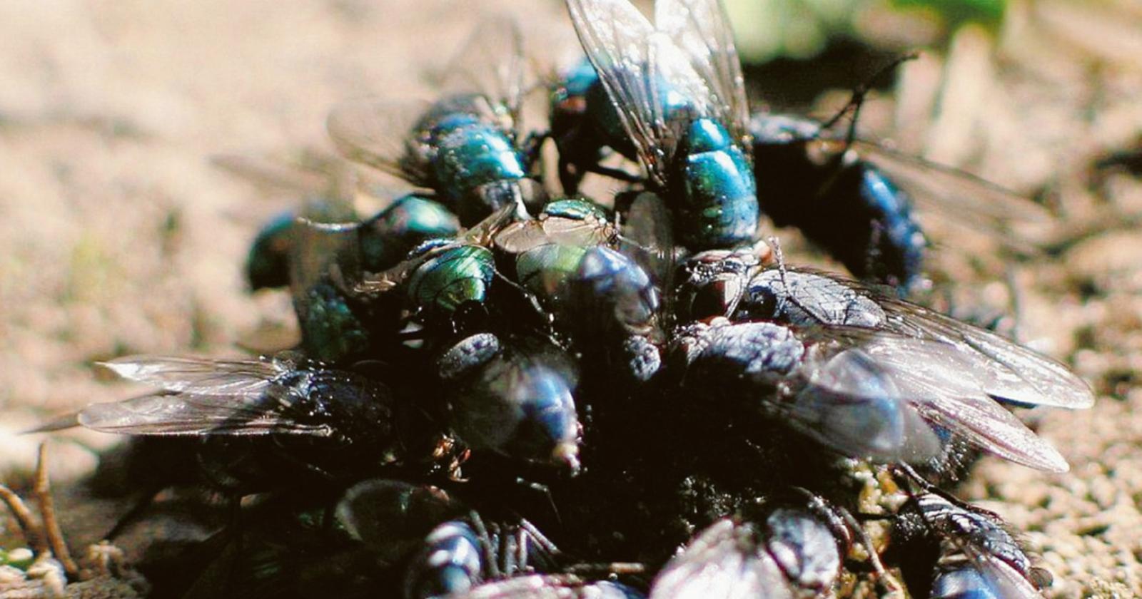 Invasione di mosche, l’ordinanza