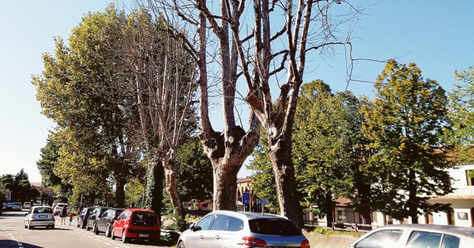 Abbattimento in vista per 25 alberi