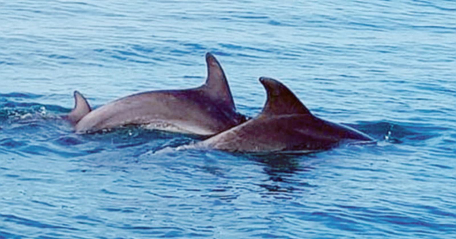 Due splendidi delfini al largo della costa la splendida visione nel mare azzurro