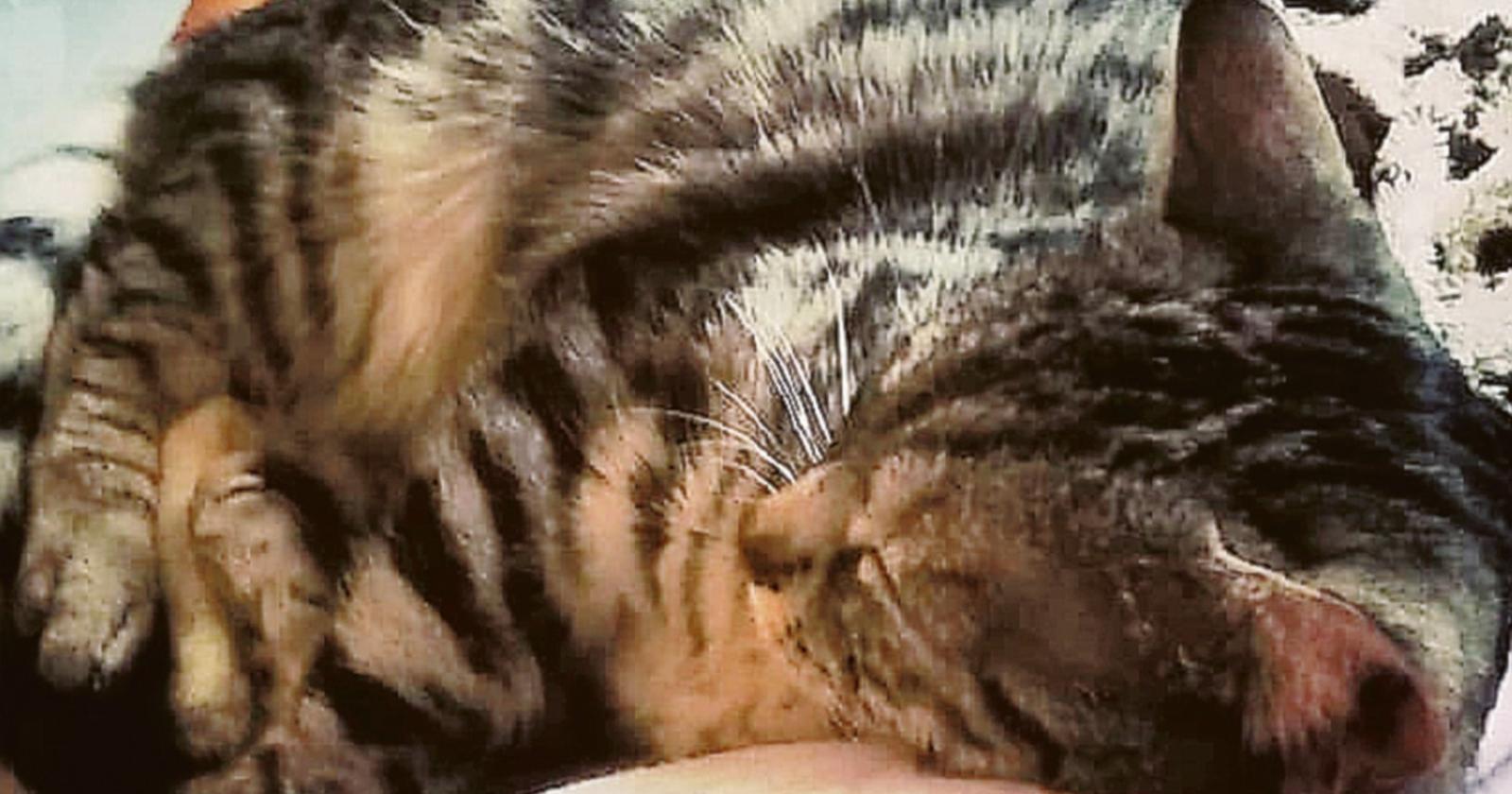 Le sottraggono la gattina e la danno in adozione