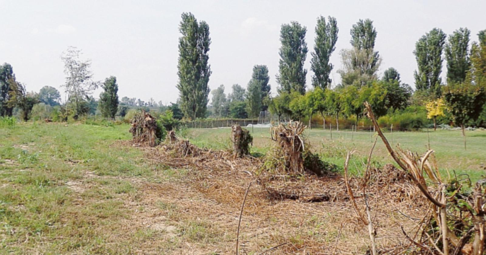Una strage di alberi a Boscovecchio
