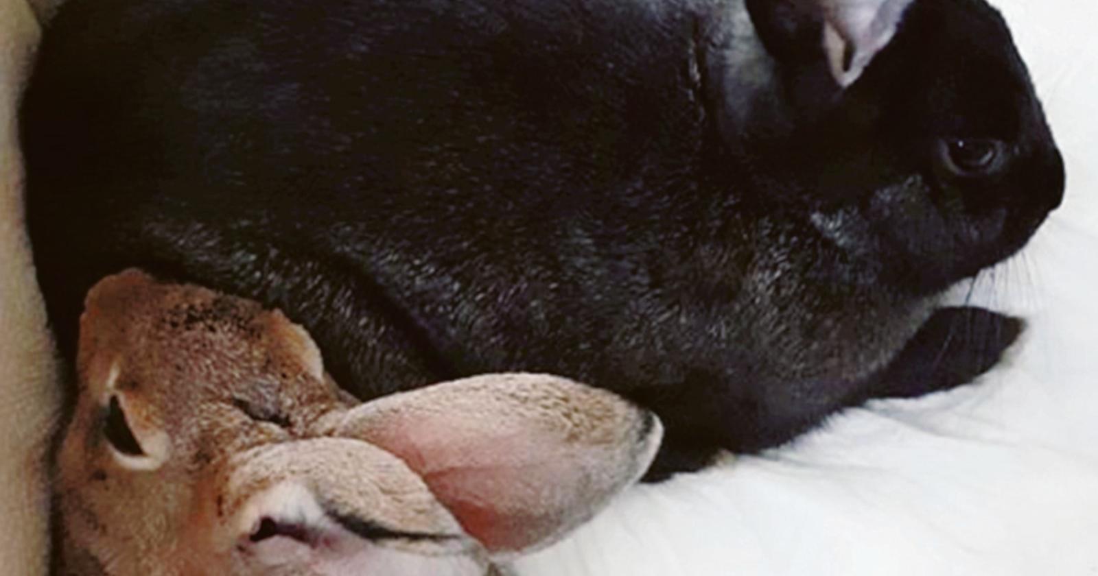 Il coniglio smarrito torna a casa