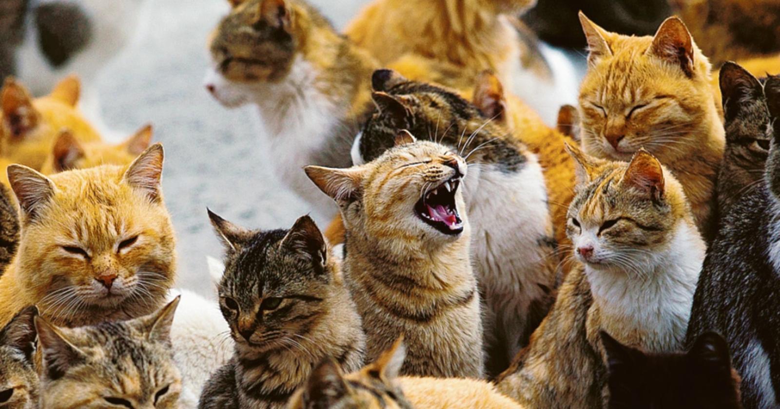“Non bloccate le sterilizzazioni dei gatti”