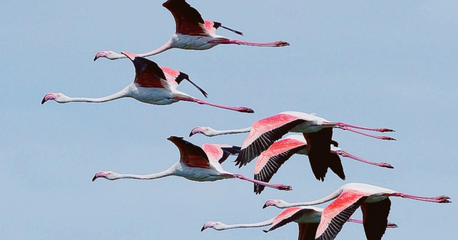 I 5mila fenicotteri del Delta