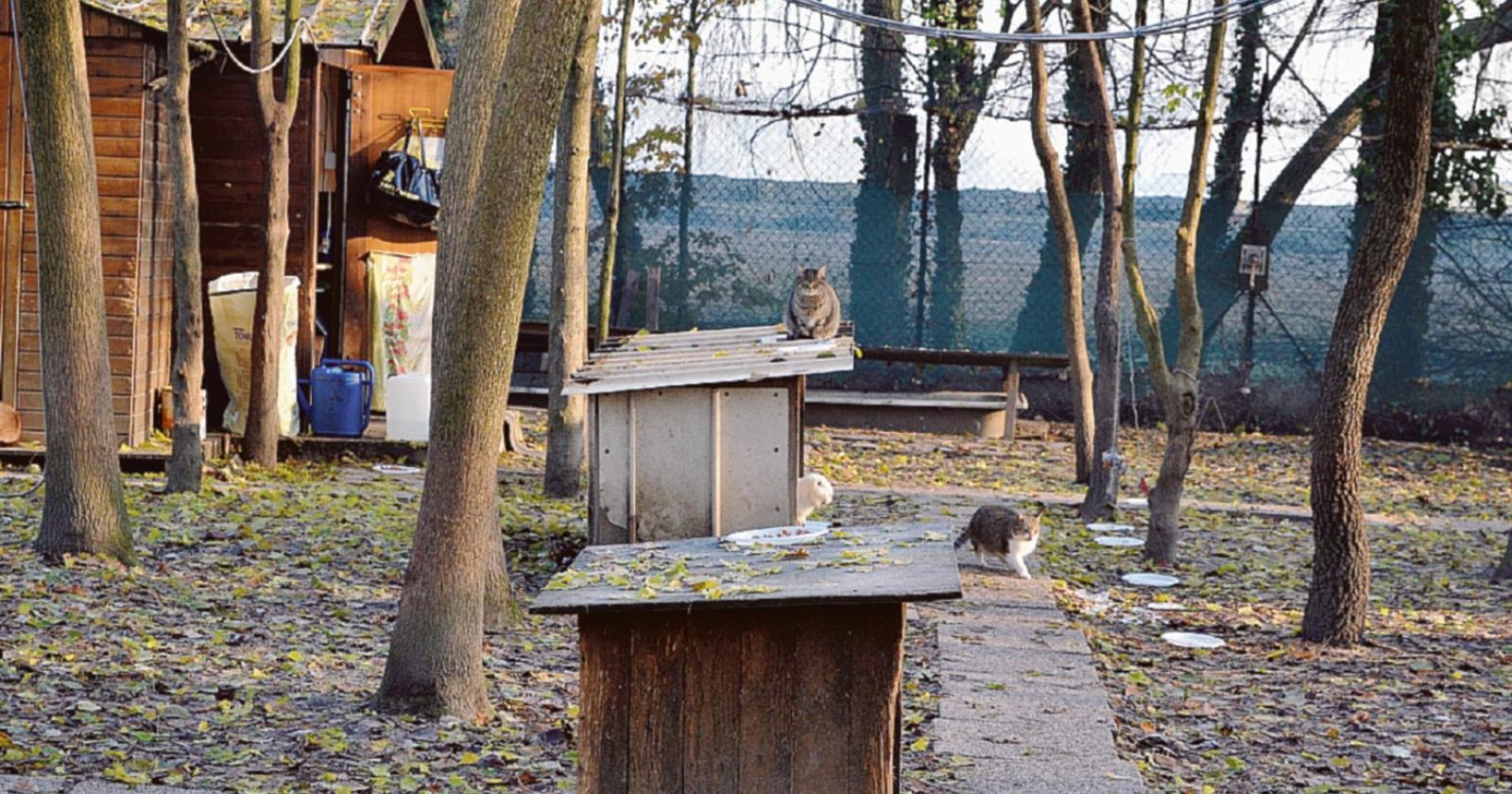 La casetta per il ricovero dei gatti sarà demolita