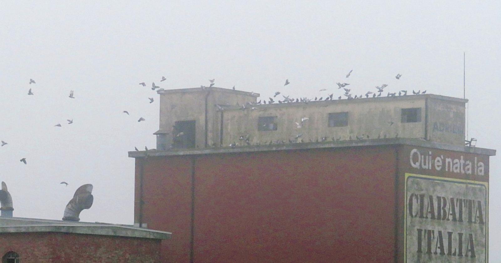 Ex Molini, degrado da fermare