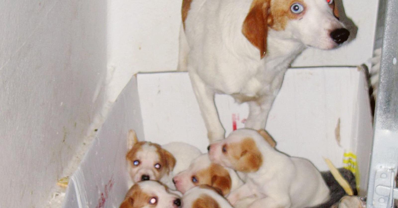 Casa lager per cani, chiesto 1 anno
