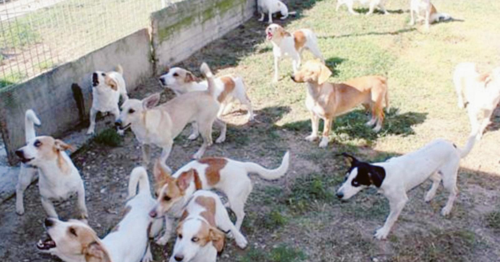 Condannati gli accumulatori di cani