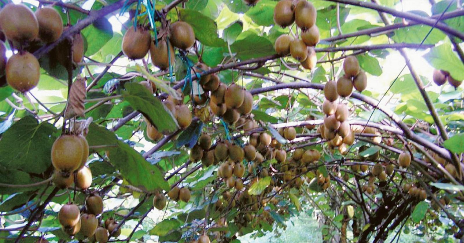 Brexit, siamo proprio alla frutta