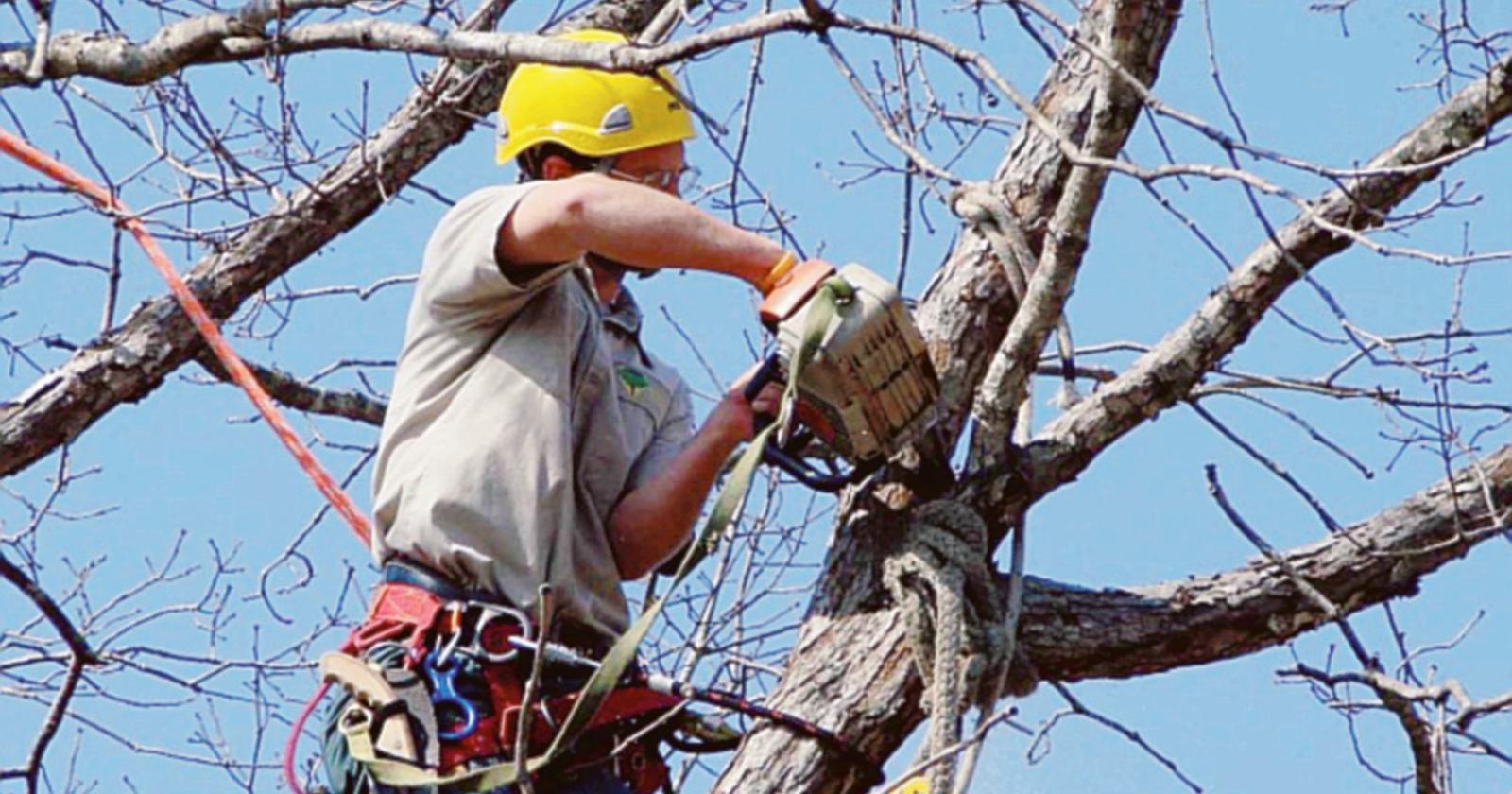 Via Diodato, addio a 26 alberi