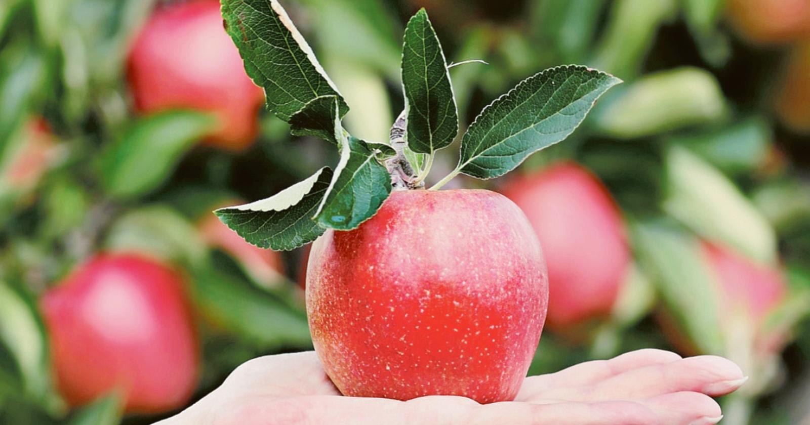 La Cina respinge la nostra frutta