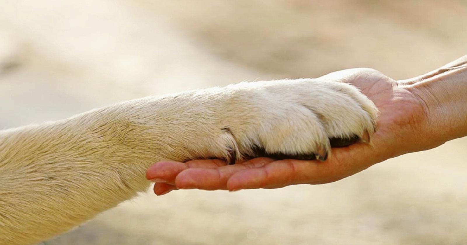 Dissequestro: il cane torna a casa