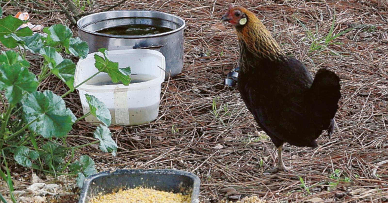 La mascotte di San Pio X è una gallina
