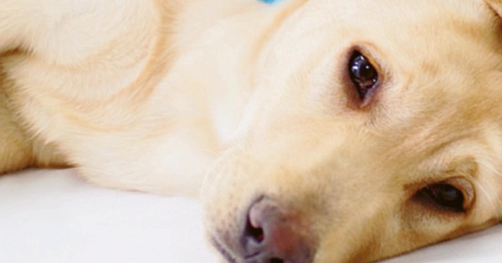 Cane avvelenato, per davvero!
