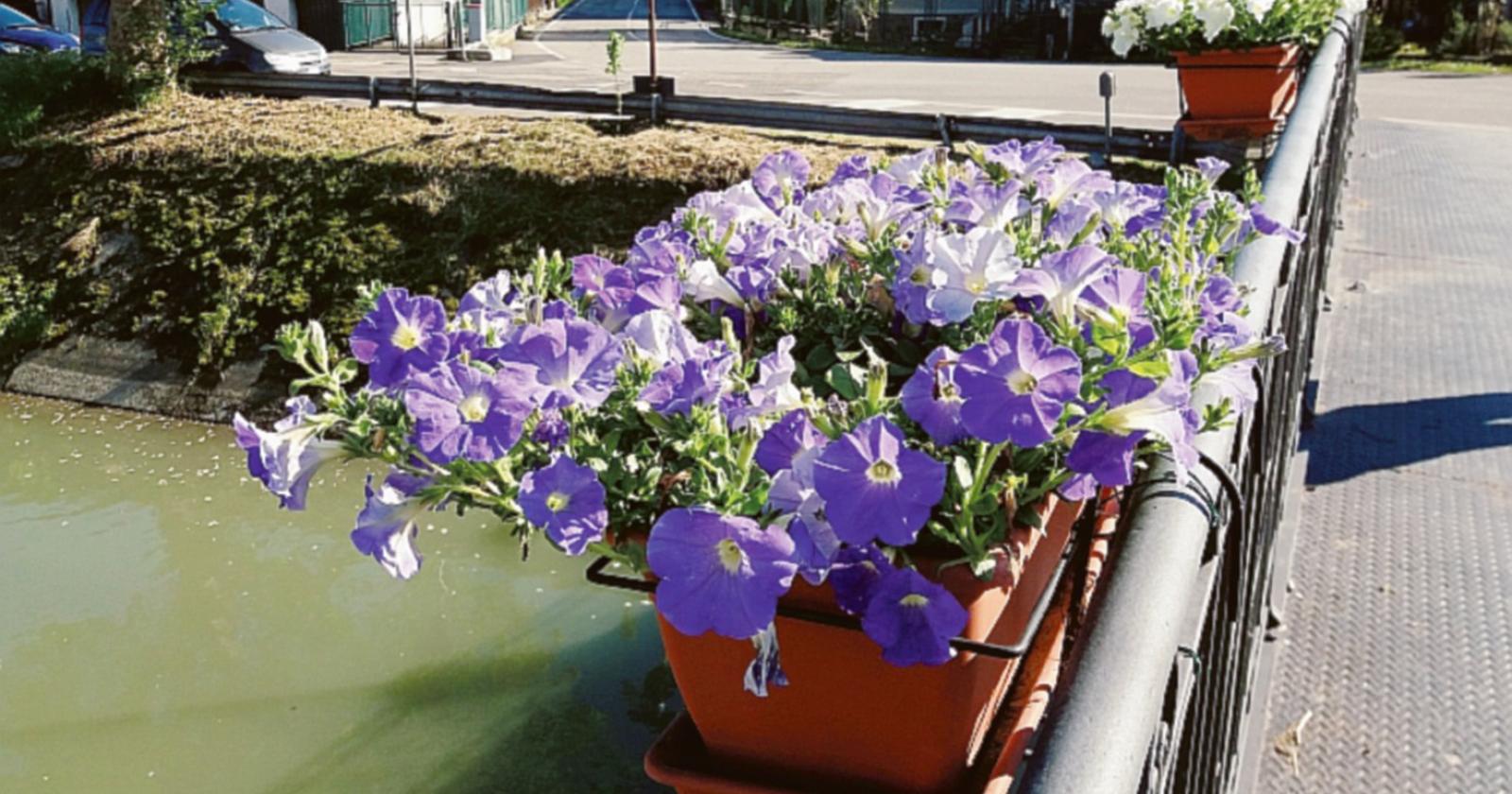 Fiori e colori abbelliscono il centro
