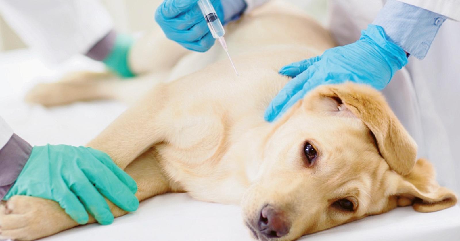 Bocconi al veleno: uccisi due cani