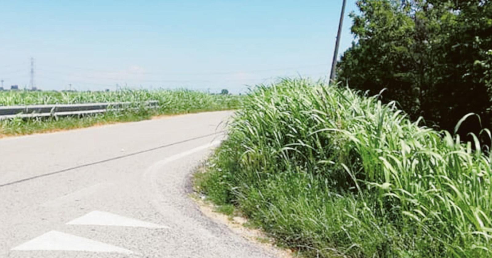 Erba alta sui cigli, visibilit&agrave; ridotta