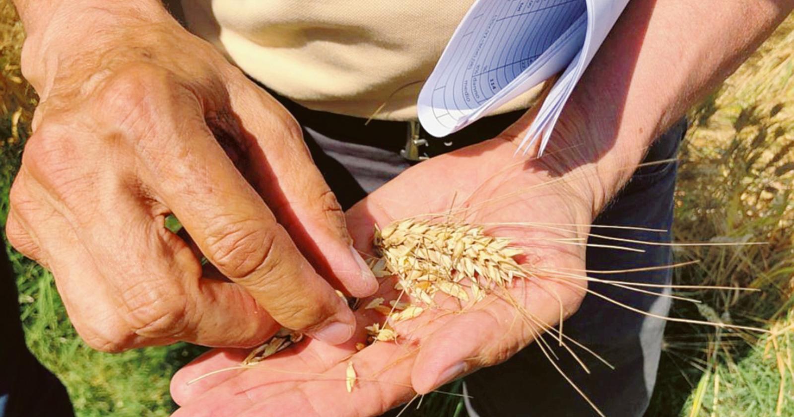 Fusariosi, 200 agricoltori colpiti