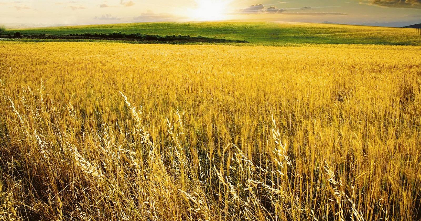 Polesine,  campi da Mulino Bianco