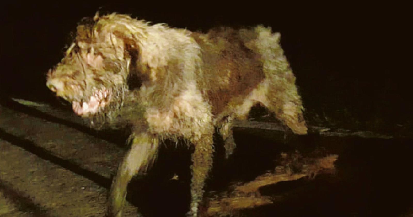 Cane investito, l’altro lo veglia