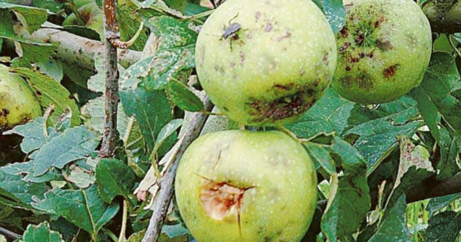 “Cimice asiatica, stato di crisi”