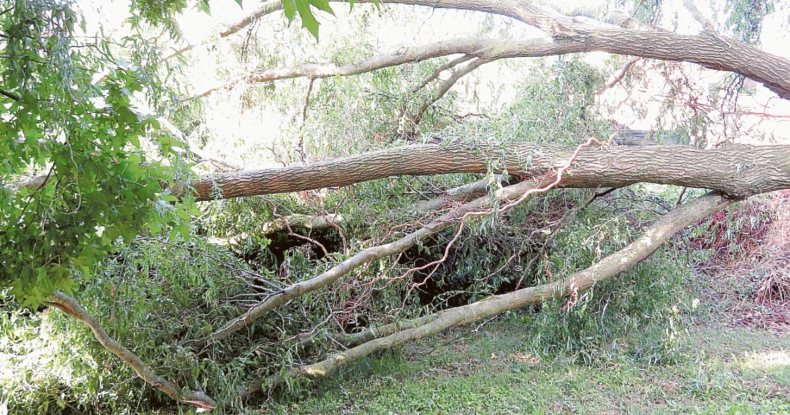 Albero sradicato nel cortile della scuola 