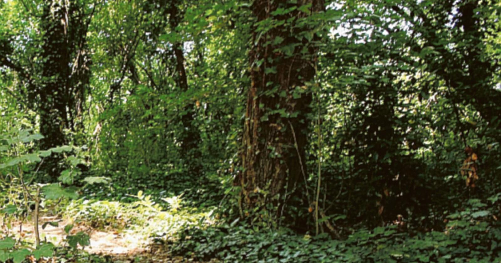 “Salviamo il bosco”