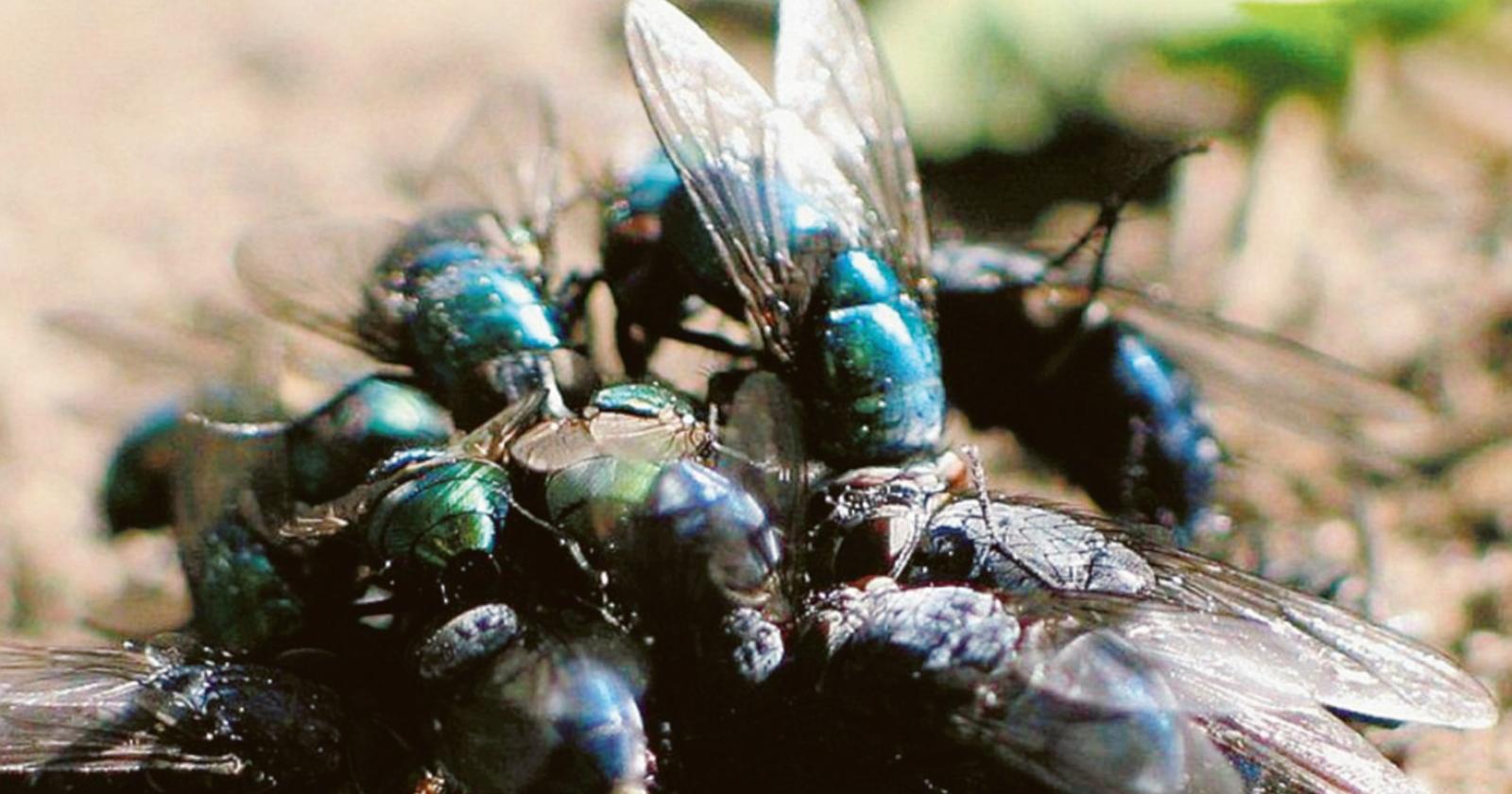 Il Comune fa la guerra alle mosche