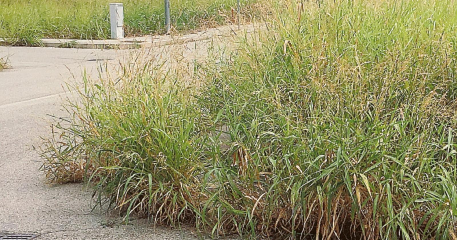 Erba fuori controllo e incuria